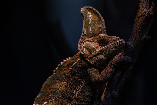 Beautiful colof of chameleon panther on branch, animal closeup