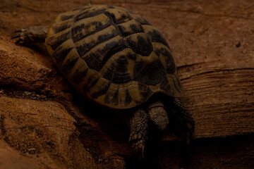 African spurred tortoise, sleeping on the sand with eyes closed.