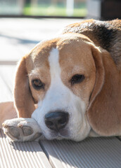 beagle dog portrait