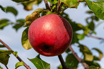 red apples on a tree