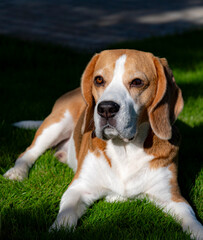 beagle dog on grass