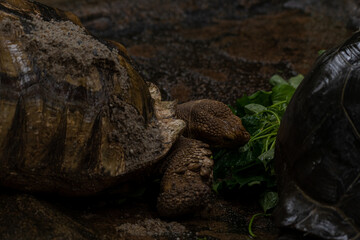 Two African Spurred Tortoises eating during the rain - Centrochelys sulcata