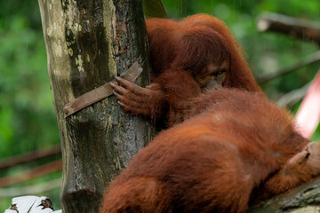 Obraz premium Orangutans, mother and a baby, sitting on platform, looking to the left