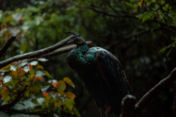 Peacock sitting on the treebranch under the rain, moody dark jungle