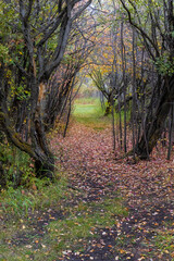 Obraz premium Nature footpath cut through a tree area that has autumn colored leaves lying on the ground.