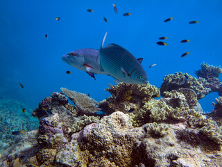 Sweetlips schooling on the coral reef at the Great Barrier Reef Australia