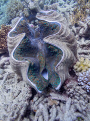 Giant Clam on the Great Barrier Reef, is the largest living bivalve mollusc. Protected in Australia.