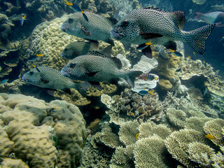Sweetlips schooling on the coral reef at the Great Barrier Reef Australia