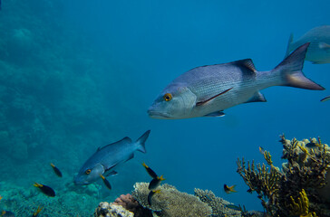 Sweetlips schooling on the coral reef at the Great Barrier Reef Australia