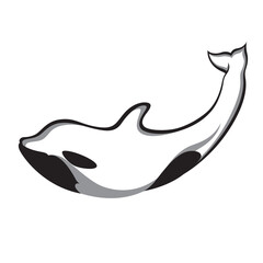 dolphin isolated on white