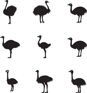 Ostrich vector silhouette illustration black color