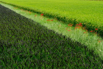 彼岸花咲くあぜ道