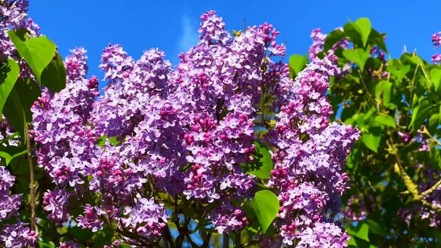 Flowering lilac (Syringa vulgaris) in Ystad, Scania, Sweden, Scandinavia, Europe