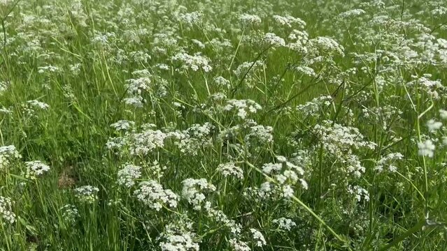 Cow parsley (Anthriscus sylvestris) swaying in the wind in Skurup community, Scania, Sweden, Scandinavia, Europe