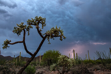 Mammatus clouds and lightning in the sonoran desert