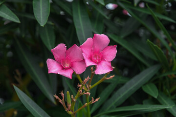 Pink oleander nerium is an ornamental shrub. Close-up of a pink flower of oleander Nerium, a...