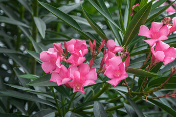 Fototapeta premium Pink oleander nerium is an ornamental shrub. Close-up of a pink flower of oleander Nerium, a poisonous shrub tree. Blooming pink oleander flowers in the garden. Pink oleander. Selective focus.