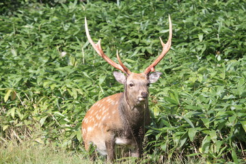 知床峠付近で現れた野生の鹿