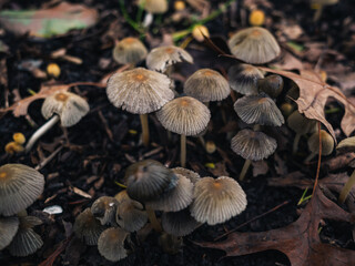 mushrooms in the forest