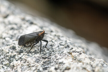Black leafhopper insect (Poblicia fuliginosa)