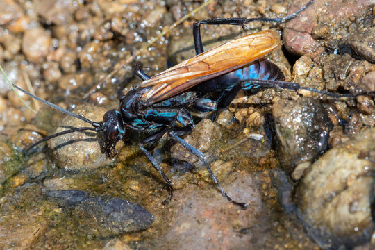 Tarantula Hawk (Pepsis formosa) drinking