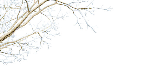 Close up snow covered branches on white background