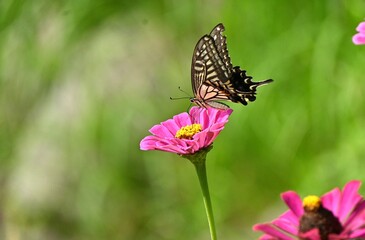 A swallowtail sucking honey. It is a familiar butterfly often seen in Japan, sucking nectar from various flowers and water from puddles.