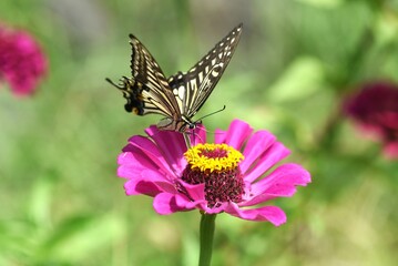 A swallowtail sucking honey. It is a familiar butterfly often seen in Japan, sucking nectar from various flowers and water from puddles.