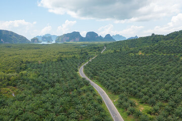 Fototapeta na wymiar Aerial top view of Samet Nangshe, Phang Nga, lush green trees from above in tropical forest in national park in summer season. Natural landscape. Pattern texture background.