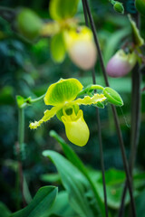 Beautiful flowers in the garden in Singapore.
