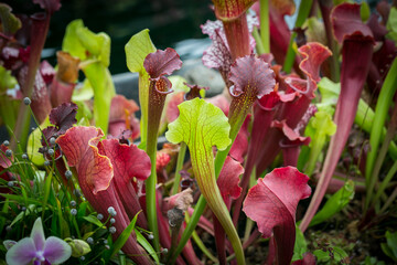 Beautiful flowers in the garden in Singapore.