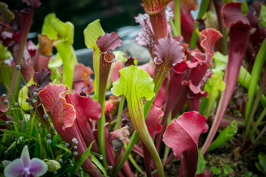 Beautiful flowers in the garden in Singapore.