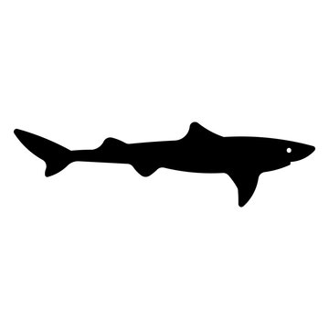 dogfish