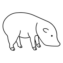 pig