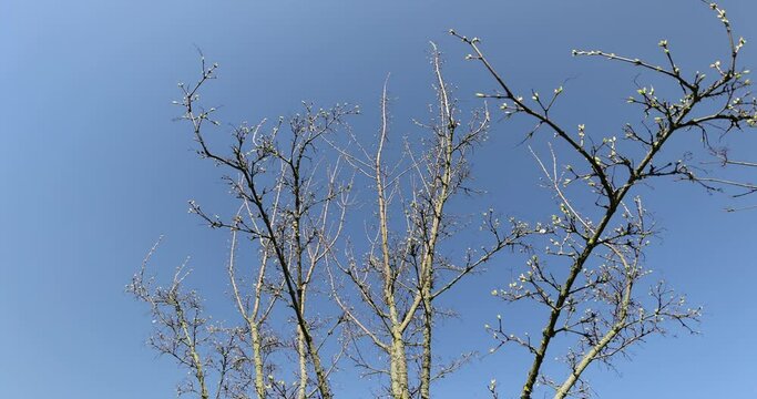 holly maple branches without foliage in the spring season, warm sunny weather in the park with holly maples without foliage