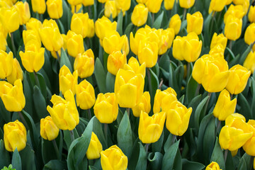 Beautiful flowers of tulip in the garden at Singapore.