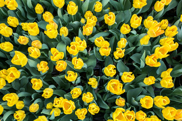 Beautiful flowers of tulip in the garden at Singapore.
