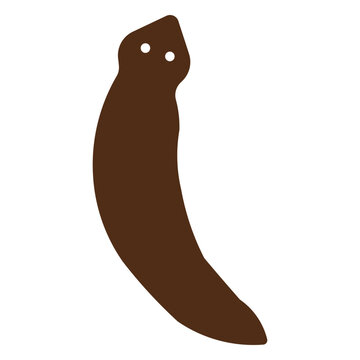 flatworm
