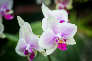 Beautiful flowers of orchid in the garden at Singapore.