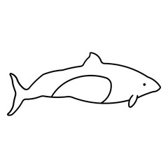 Dall's Porpoise
