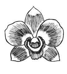 Illustration of an orchid