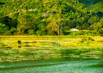 A herd of buffaloes on a meadow in Van Long natural Reserve, Ninh Binh, Vietnam