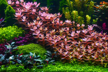 Colorful aquatic plants, selective focus. Aquarium. Dutch style inspiration aquatic plants tank. Garden style aquascaping, new ideas for aquarium
