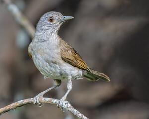Turdus leucomelas