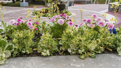 Fototapeta premium Beautiful autumn flowers in a city flower bed. Large inflorescences with white and pink petals among lush green foliage bloom along the sidewalk. Argentina. Ushuaia