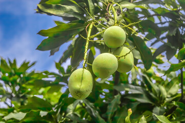 a bunch of mangoes hanging from the plant