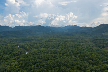 Aerial top view of lush green trees from above in tropical forest in national park in summer season. Natural landscape. Pattern texture background.