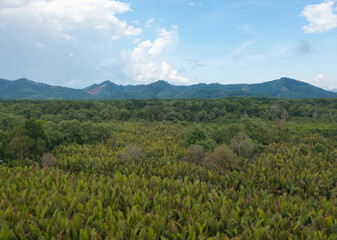 Aerial top view of lush green trees from above in tropical forest in national park in summer season. Natural landscape. Pattern texture background.