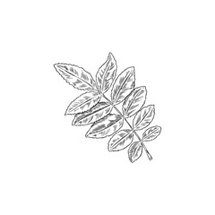 Rowan leaf, vector illustration in sketch style, isolated on white.