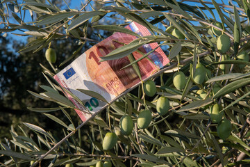 increase in the price of olive oil: several 10 euro bills hang from the branches of an olive tree,...